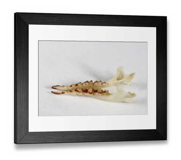 Framed Print : Common shrew (Sorex araneus), Forest shrews