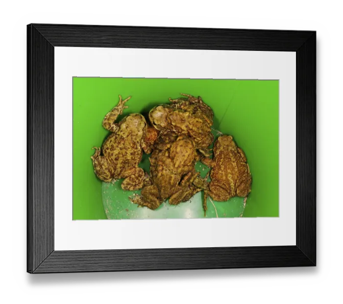 Framed Print : Common common toad (Bufo bufo) adults Framed Print : Common common toad (Bufo bufo) adults