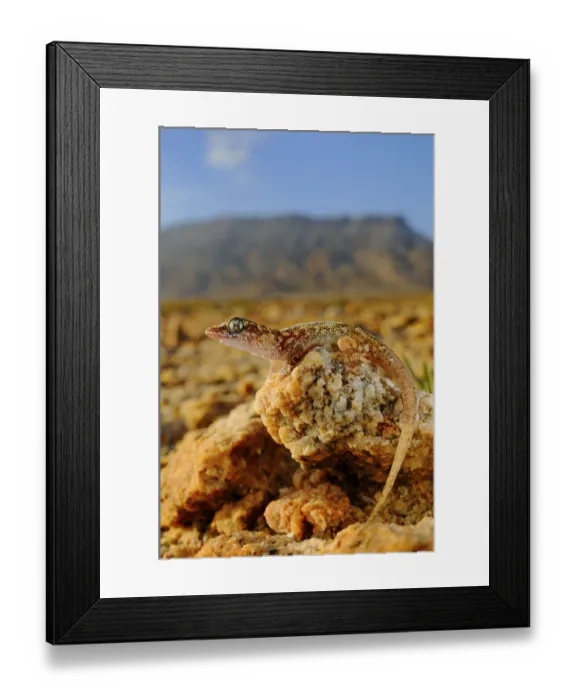 Framed Print : Sharpnose Leaf-toed Gecko (Hemidactylus oxyrhinus) adult