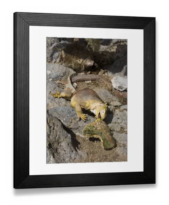 Framed Print : Land Iguana (Conolophus subcristatus)