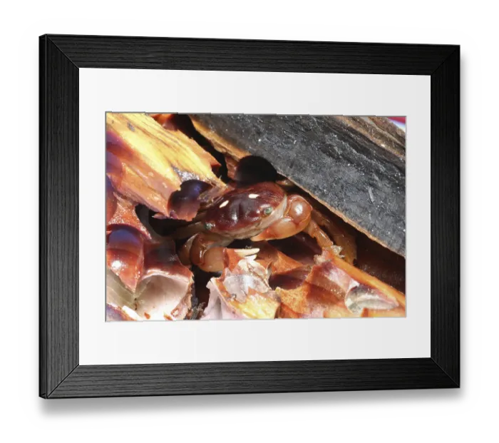 Framed Print : Columbus Crab, Columbus crabs, Other animals