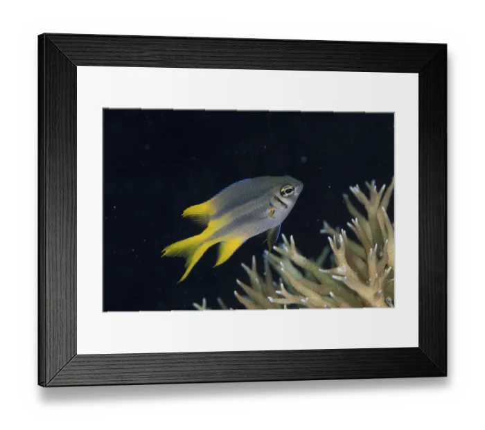 Framed Print : Yellowtail Damsel (Neoglyphidodon nigroris) juvenile Framed Print : Yellowtail Damsel (Neoglyphidodon nigroris) juvenile