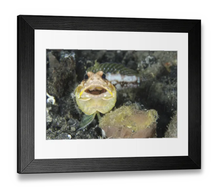 Framed Print : Sun jellyfish (Opistognathus solorensis) adult