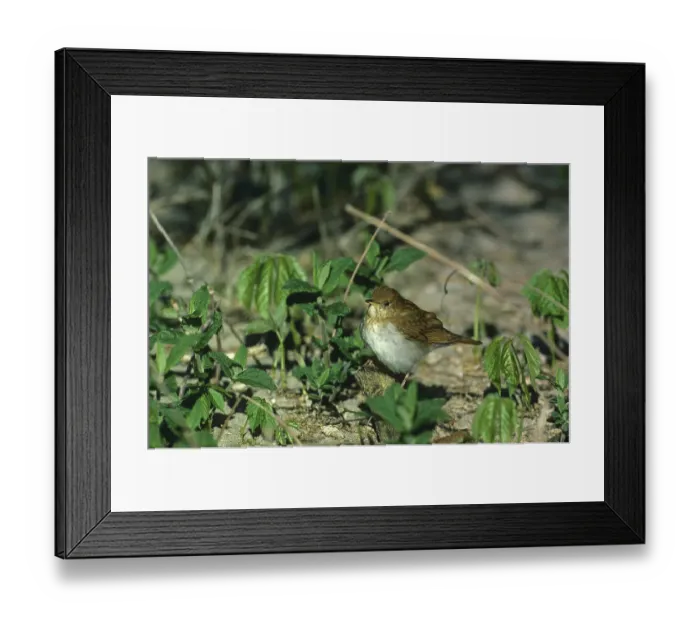 Framed Print : Meadowherb (Hylocichla fuscescens) sitting on a stick on the ground Framed Print : Meadowherb (Hylocichla fuscescens) sitting on a stick on the ground