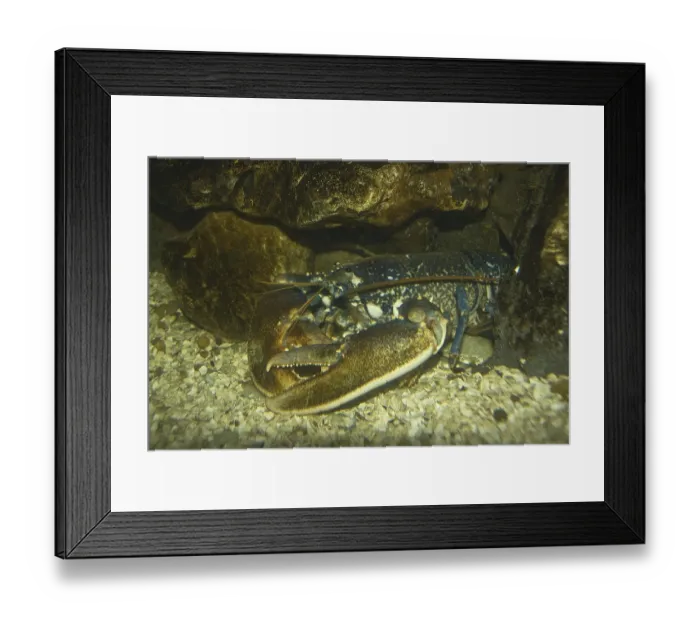 Framed Print : Vulgaris, European lobster (Homarus)