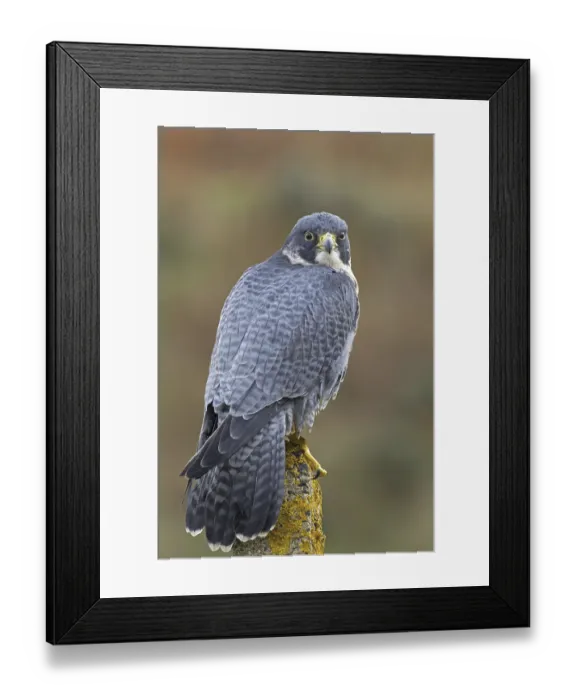 Framed Print : Peregrine falcon (Falco peregrinus) adult