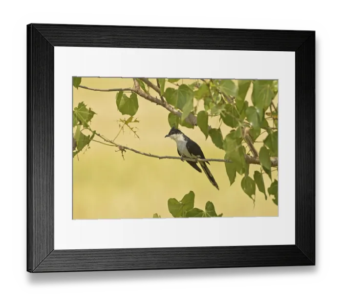 Framed Print : Jacobin cuckoo (Clamator jacobinus) adult Framed Print : Jacobin cuckoo (Clamator jacobinus) adult