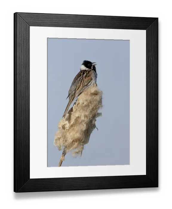 Framed Print : Common Reed Bunting (Emberiza schoeniclus) adult male