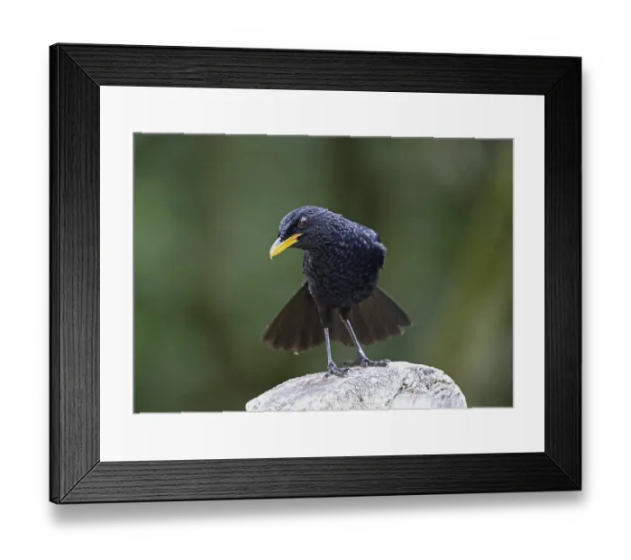 Framed Print : Blue whistling thrush (Myiophonus caeruleus dichrorhynchus)