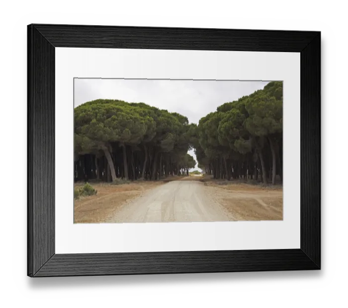 Framed Print : Pine, Italian stone pine, Mediterranean pine Framed Print : Pine, Italian stone pine, Mediterranean pine