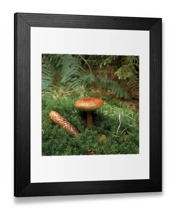 Framed Print : Bay bolete (boletus badius), Schleswig-Holstein