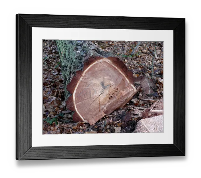 Framed Print : Freshly felled coniferous tree Framed Print : Freshly felled coniferous tree