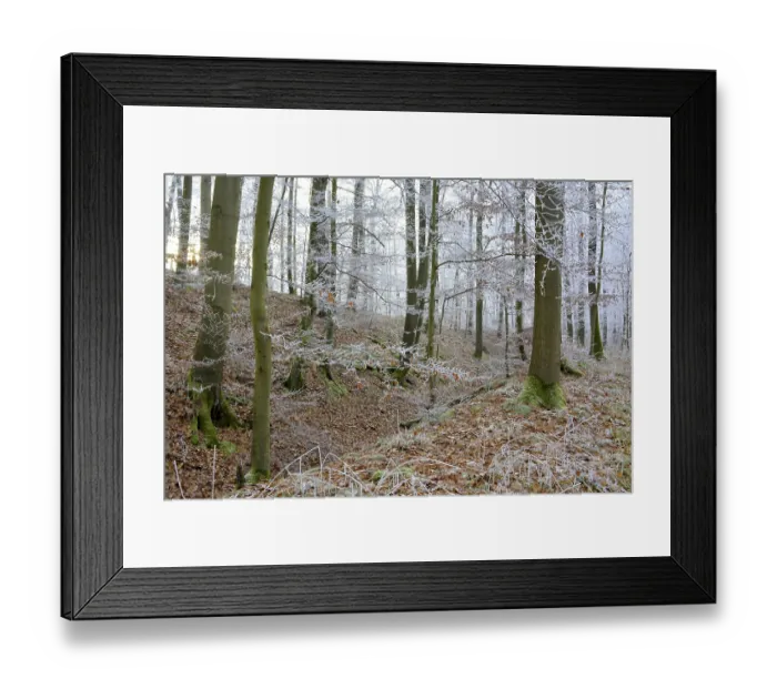 Framed Print : Maulbronn, Hoarfrost in the Forest