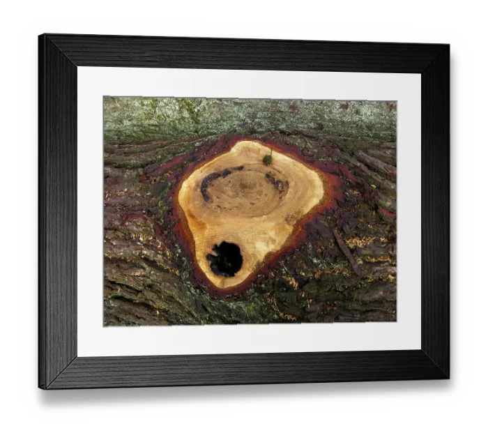 Framed Print : Cut tree trunks in the forest Wood