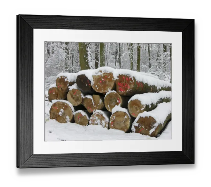 Framed Print : Beech logs in the winter forest with snow