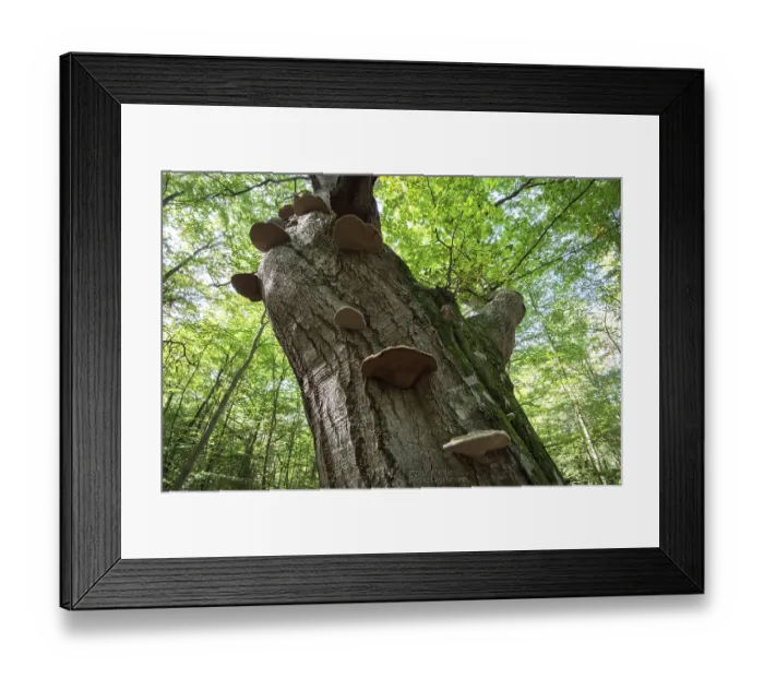 Framed Print : Tinder fungus (Fomes fomentarius)