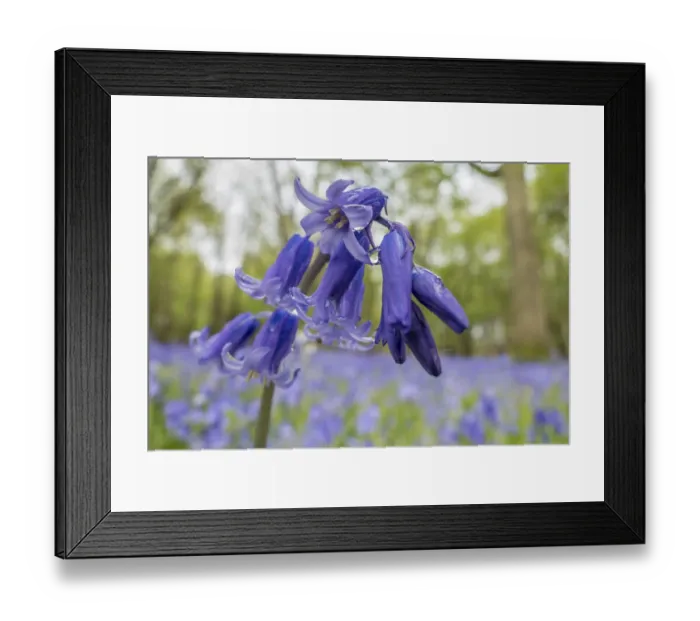 Framed Print : Sussex Bluebells Framed Print : Sussex Bluebells