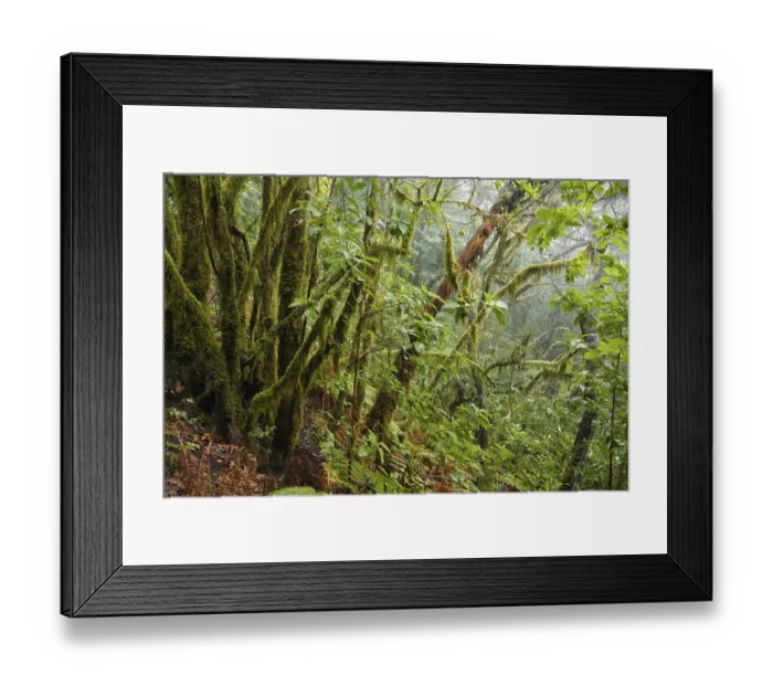 Framed Print : Moss-covered trees in the cloud forest