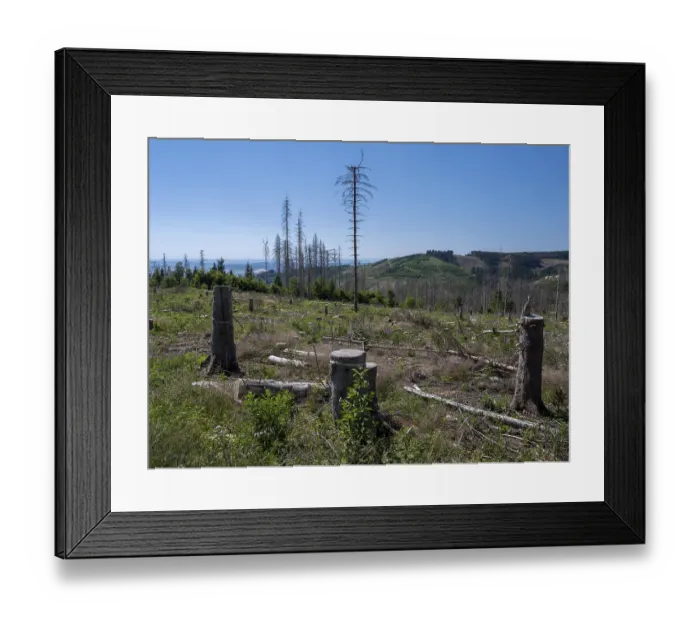Framed Print : Dead, dead spruces (Picea), stumps of felled trees