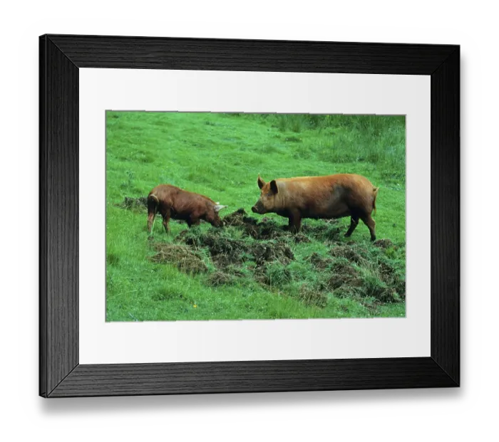 Framed Print : Domestic pig, Tamworth, two grassland rooted Framed Print : Domestic pig, Tamworth, two grassland rooted