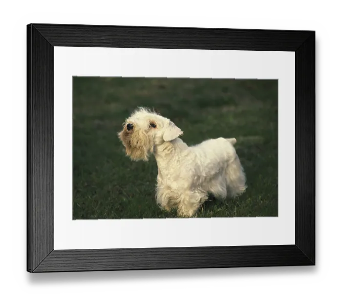 Framed Print : Sealyham Terrier Dog on Lawn Framed Print : Sealyham Terrier Dog on Lawn