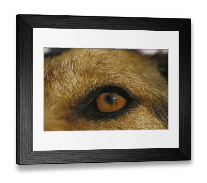 Framed Print : Eye of Dog, Close up Framed Print : Eye of Dog, Close up