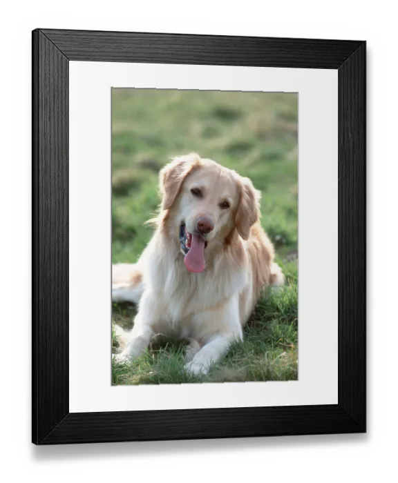 Framed Print : Hovawart, blond Framed Print : Hovawart, blond