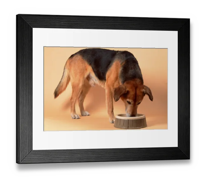 Framed Print : Mixed breed dog, Male, eating, eating bowl