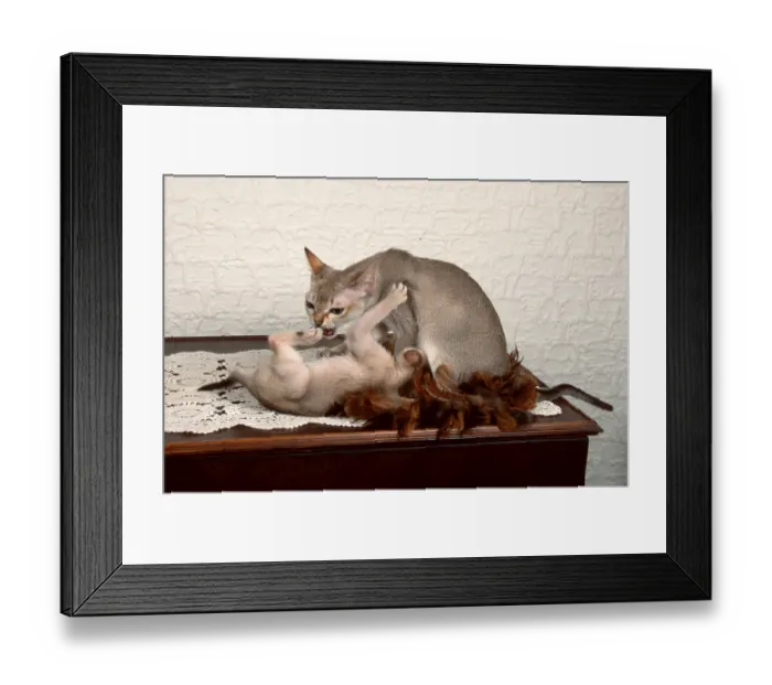 Framed Print : Singapura Cats, Kittens, 6 months and 8 weeks