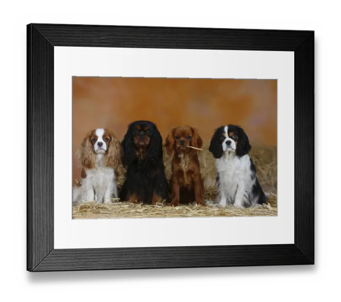 Framed Print : Cavalier King Charles Spaniel with kitten