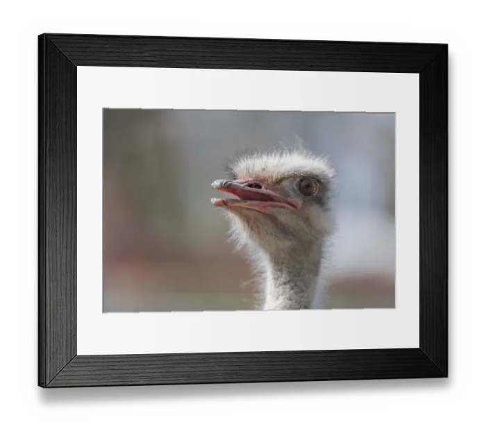 Framed Print : Africa, african, afrikanischer strauss