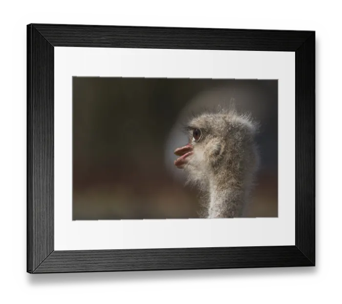 Framed Print : Africa, african, afrikanischer strauss