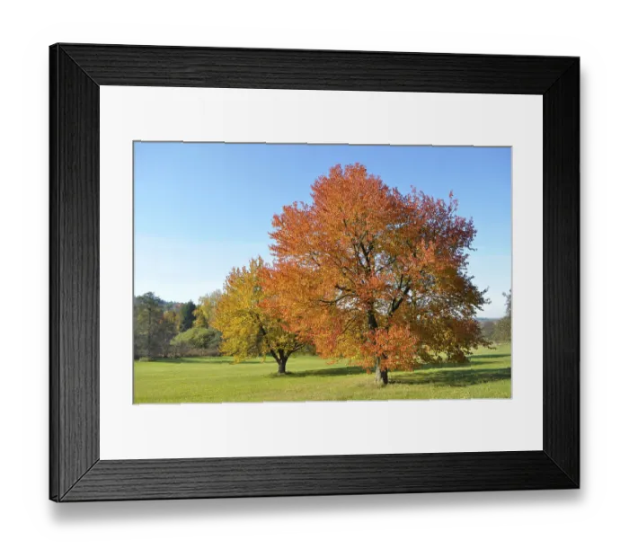 Framed Print : Colourful cherry trees in autumn