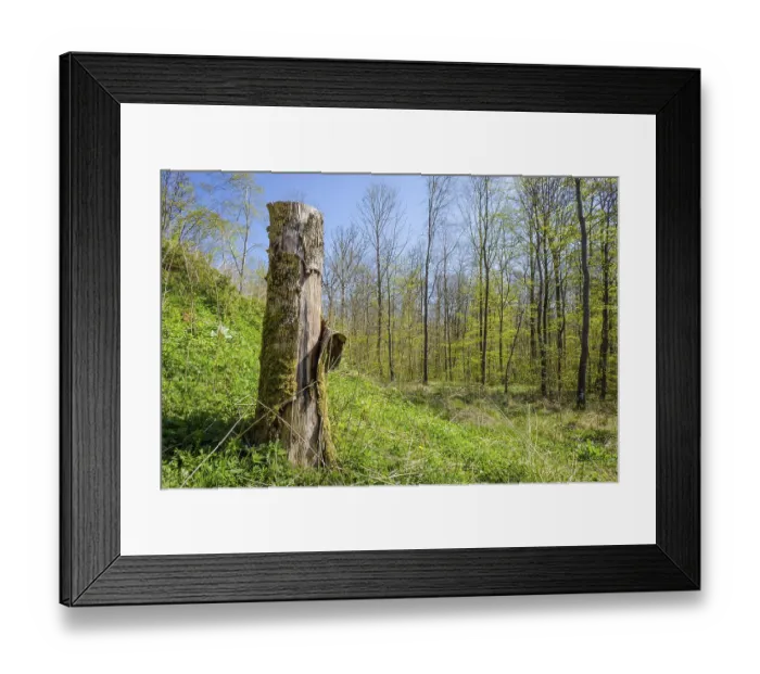 Framed Print : Wood log in a forest scenery in the spring Framed Print : Wood log in a forest scenery in the spring