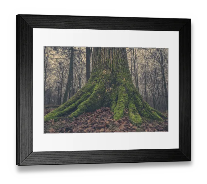Framed Print : Tree trunk with moss in the forest at autumn Framed Print : Tree trunk with moss in the forest at autumn