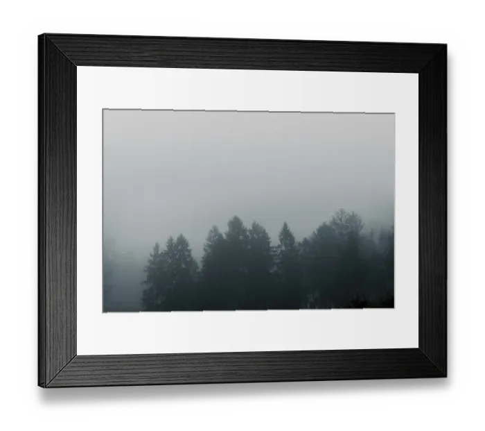 Framed Print : Misty forest scenery with pine treetops covered with fog in a moody moment Framed Print : Misty forest scenery with pine treetops covered with fog in a moody moment