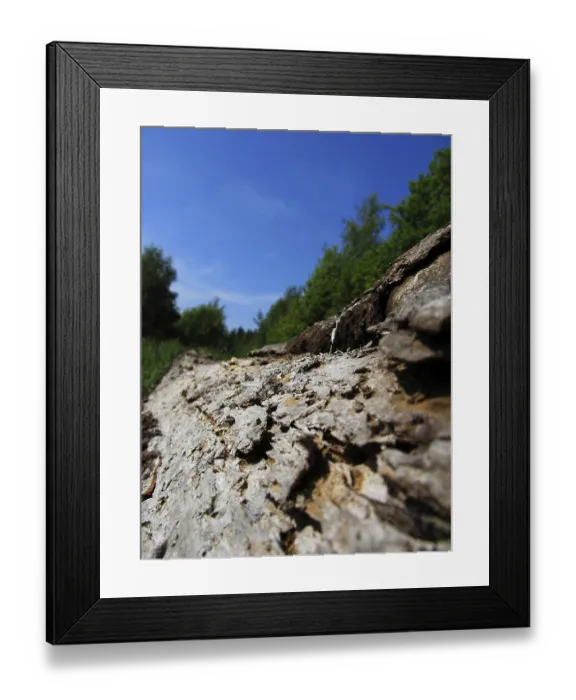 Framed Print : Wooden trunk Framed Print : Wooden trunk