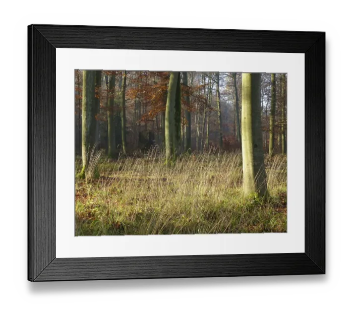 Framed Print : Maulbronn, colourful deciduous forest in autumn