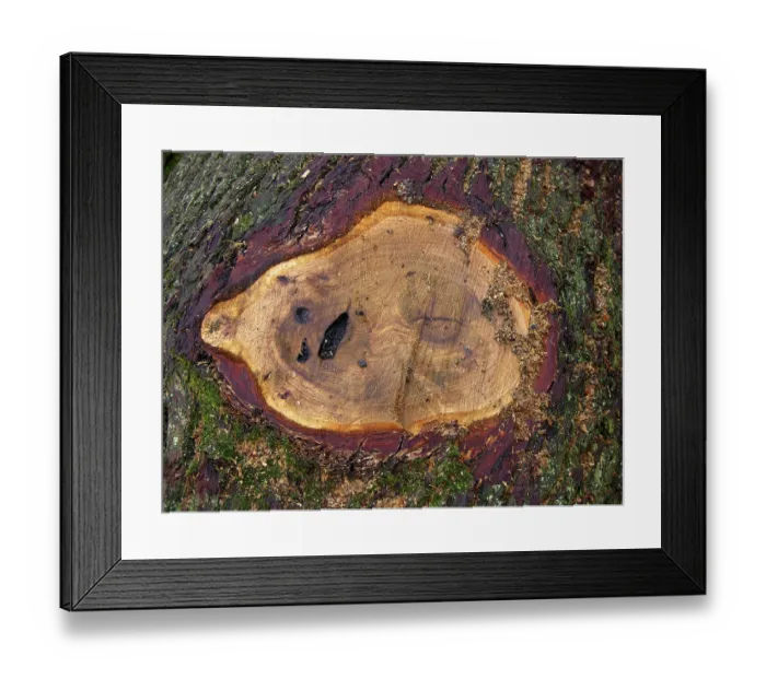 Framed Print : Cut tree trunks in the forest Wood Framed Print : Cut tree trunks in the forest Wood