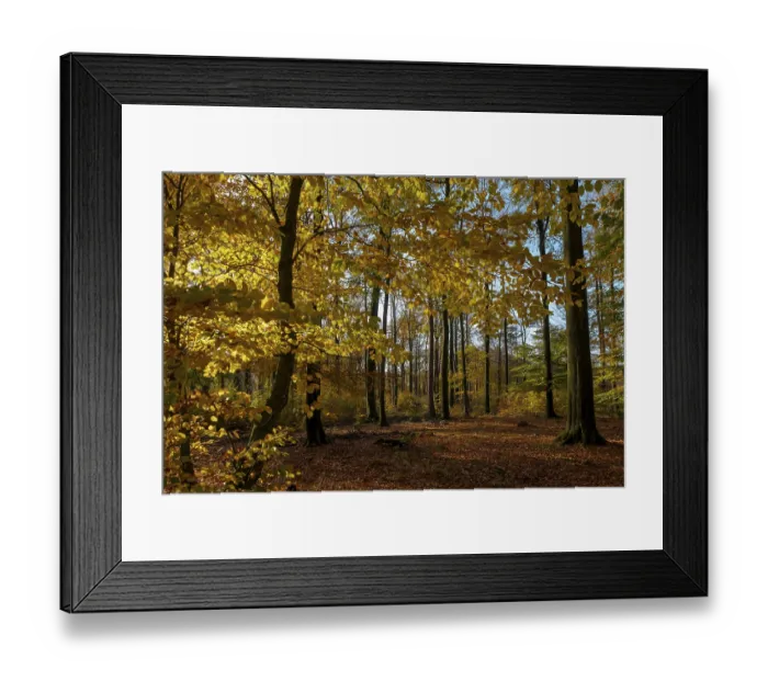 Framed Print : Autumn beech (Fagus) forest