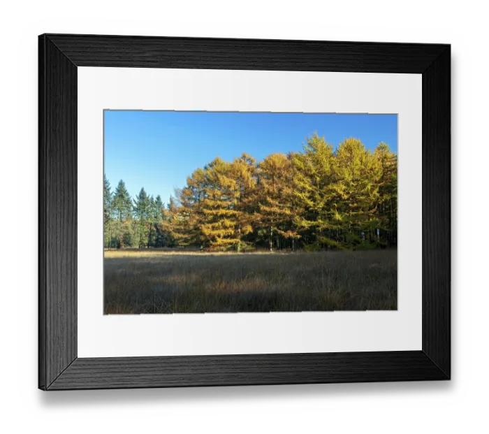 Framed Print : Larch forest in autumn at the edge of a moor Framed Print : Larch forest in autumn at the edge of a moor