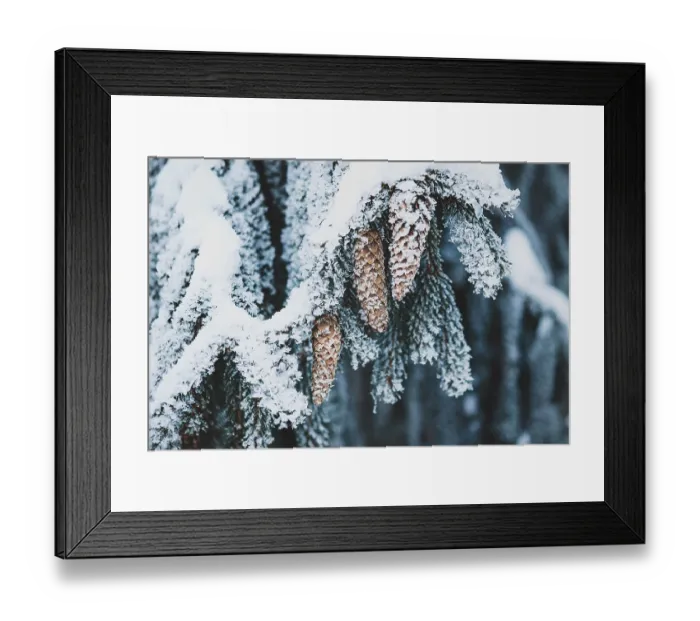 Framed Print : Christmas tree with cones under snow
