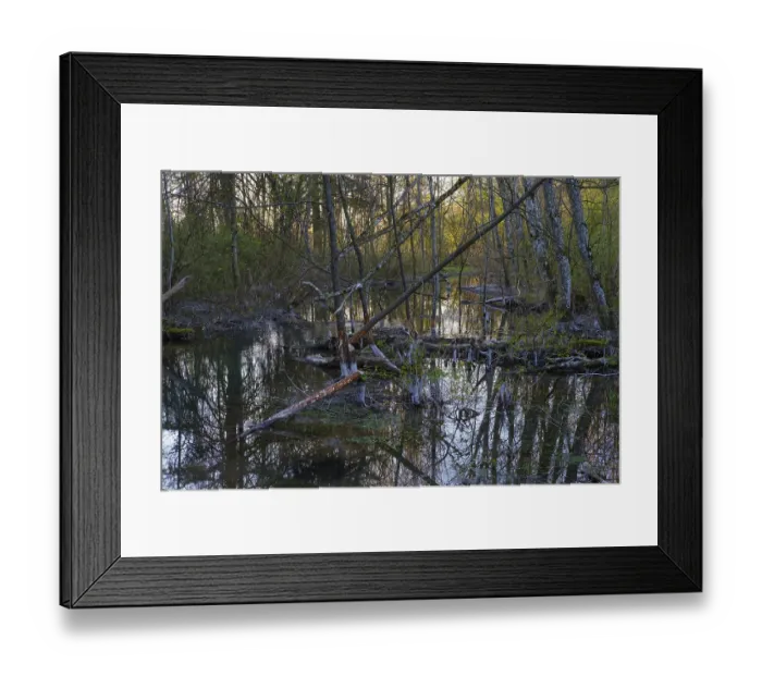 Framed Print : River floodplain, Wertach floodplains near Inningen
