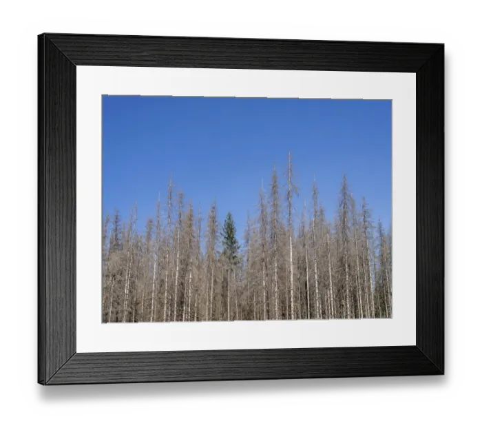 Framed Print : Dead, dead spruces (Picea), tree death