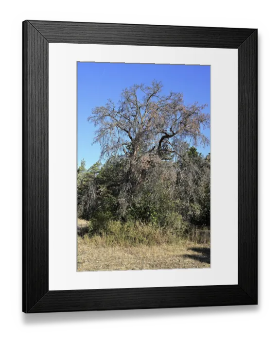 Framed Print : Scots pine (Pinus sylvestris), Dead pines