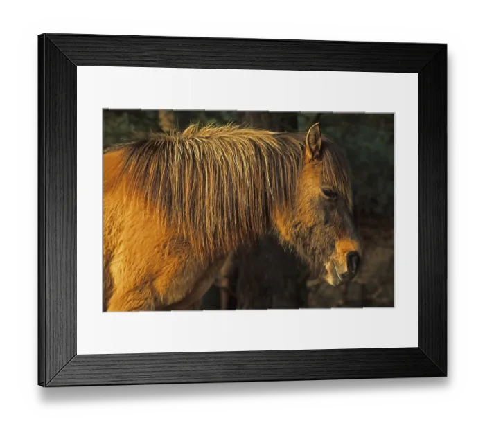 Framed Print : Dulmen wild horses, colour strokes: A chestnut mare in winter coat enjoys the warming rays of the sun D Framed Print : Dulmen wild horses, colour strokes: A chestnut mare in winter coat enjoys the warming rays of the sun D