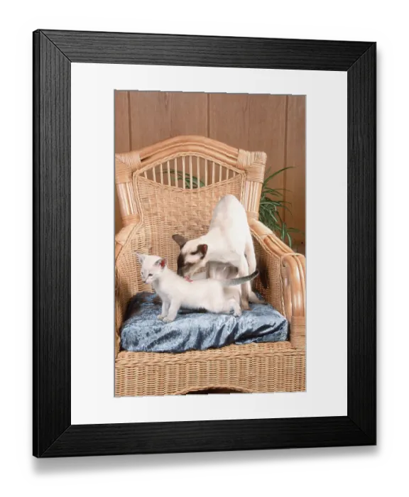 Framed Print : Siamese cat wash kitten, 7 weeks, armchair