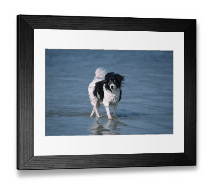 Framed Print : Mixed Breed Dog, mixed breed dog, outdoor, outdoor