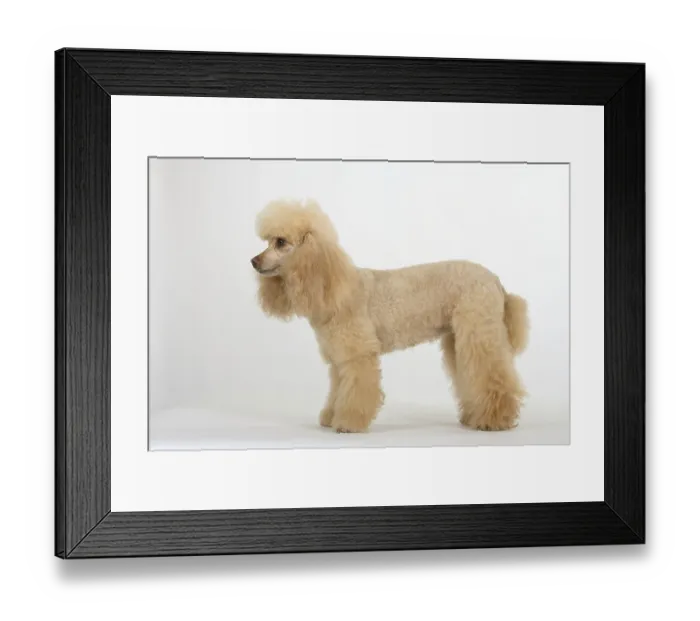Framed Print : Small poodle, apricot, poodle, lateral Framed Print : Small poodle, apricot, poodle, lateral