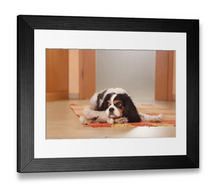Framed Print : Cavalier King Charles Spaniel, tricolour Framed Print : Cavalier King Charles Spaniel, tricolour